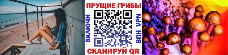 наркошоп  Вихоревка  Псилоцибиновые грибы Cubensis 